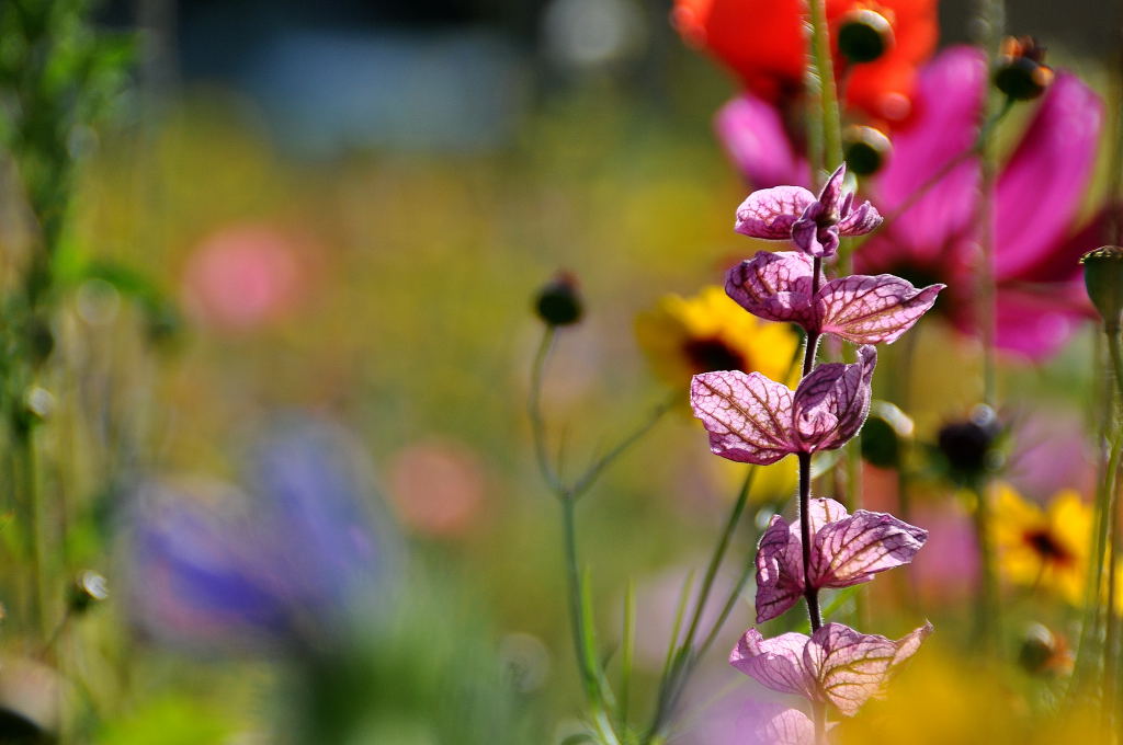 Blumenwiese