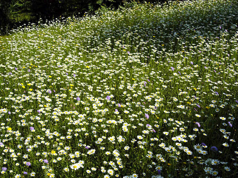 Blumenwiese1