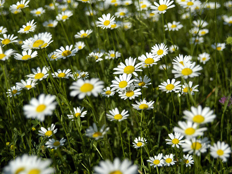 Blumenwiese2