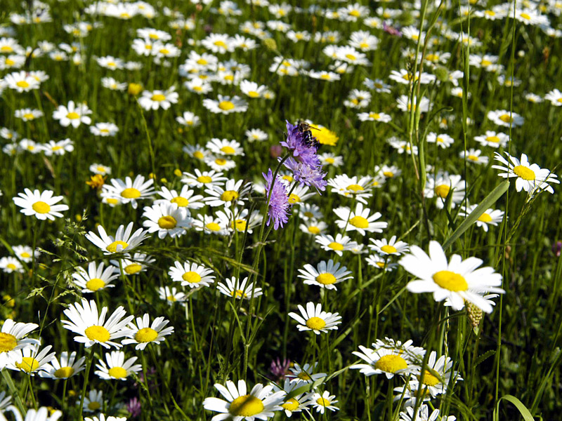 Blumenwiese3