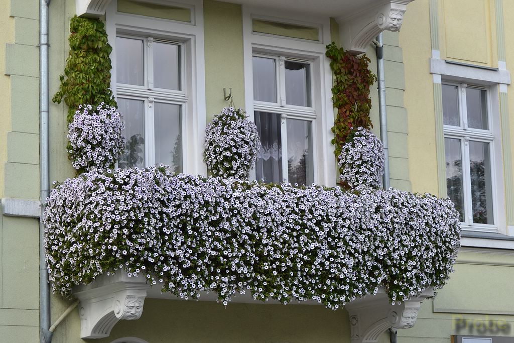 Blumiger Ausblick!