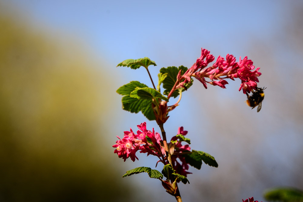 Blutjohannisbeere (Ribes Sanguineum)