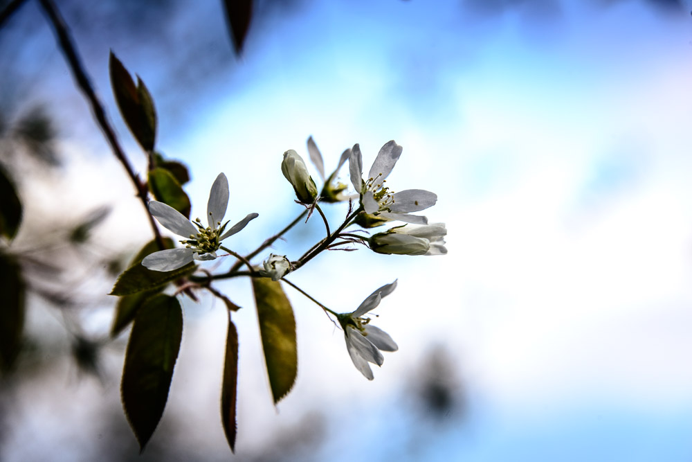 Blutpflaume (Prunus Cerasifera Nigra)