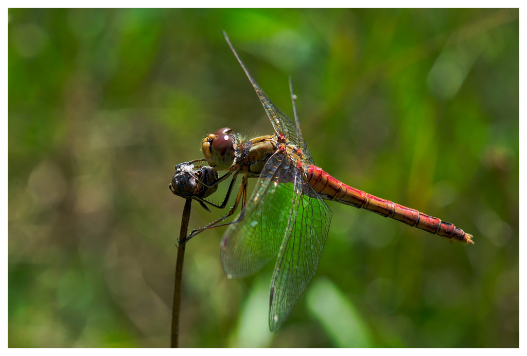 Blutrote Heidelibelle Männchen