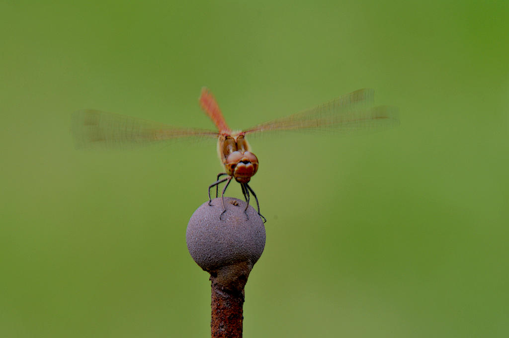 Blutrote Heidelibelle
