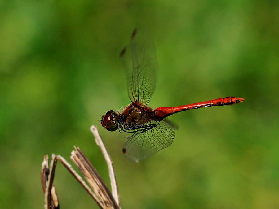 Blutrote Heidelibelle