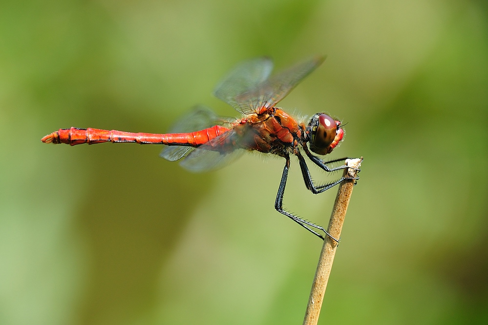 BlutroteHeidelibelle