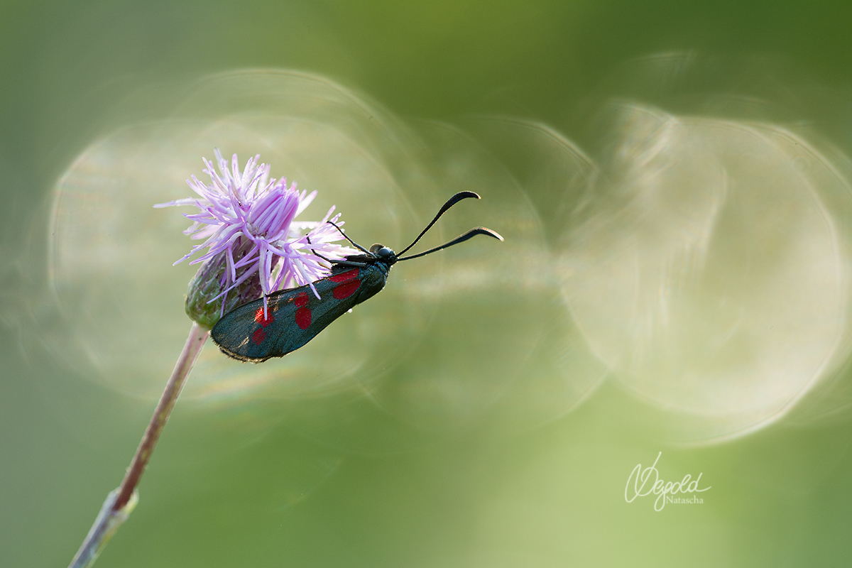 Blutströpfchen, Sechsfleck-Widderchen (Zygaena filipendulae)