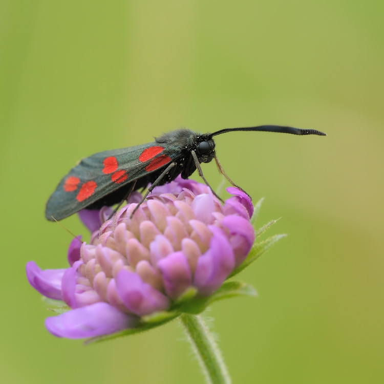 Blutströpfchen (Zygaena filipendulae)