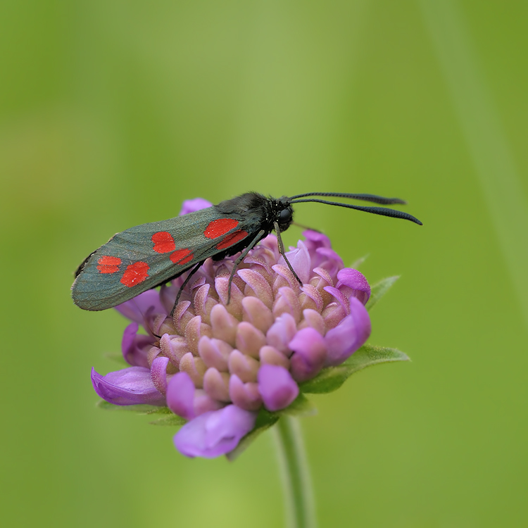 Blutströpfchen (Zygaena filipendulae)
