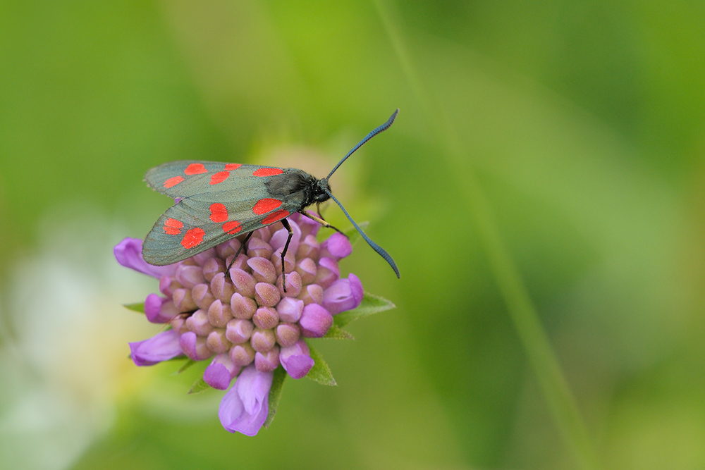 Blutströpfchen (Zygaena filipendulae)