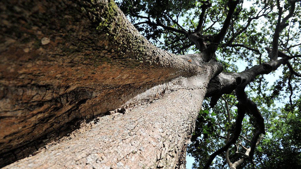 Boabeng-Fiema Monkey Sanctuary
Baum 
3580