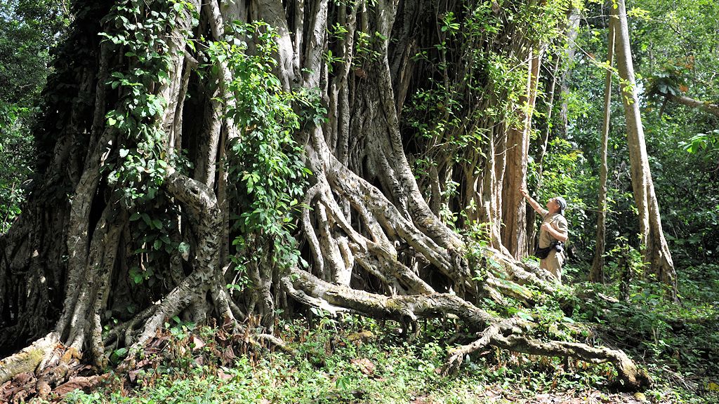 Boabeng-Fiema Monkey Sanctuary
Baum
3604
