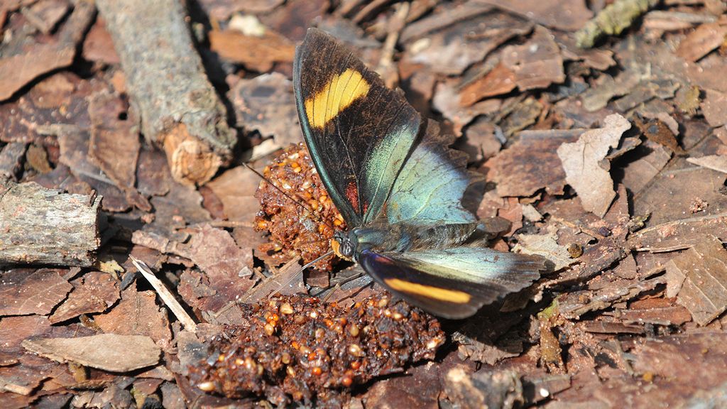 Boabeng-Fiema Monkey Sanctuary
Schmetterling
4937
