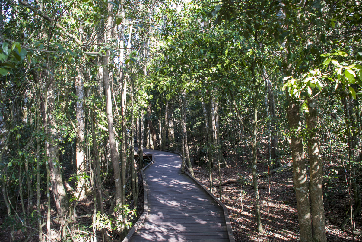 Boardwalk Lamington NP.jpg