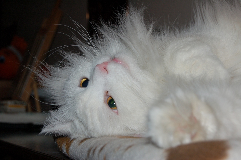 Bobbel chillen