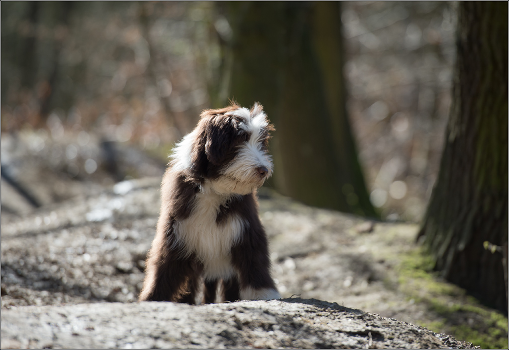 Bobtail Baby 1