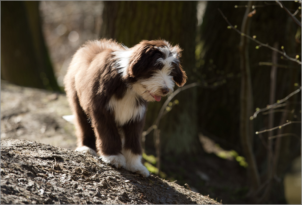 Bobtail Baby 2