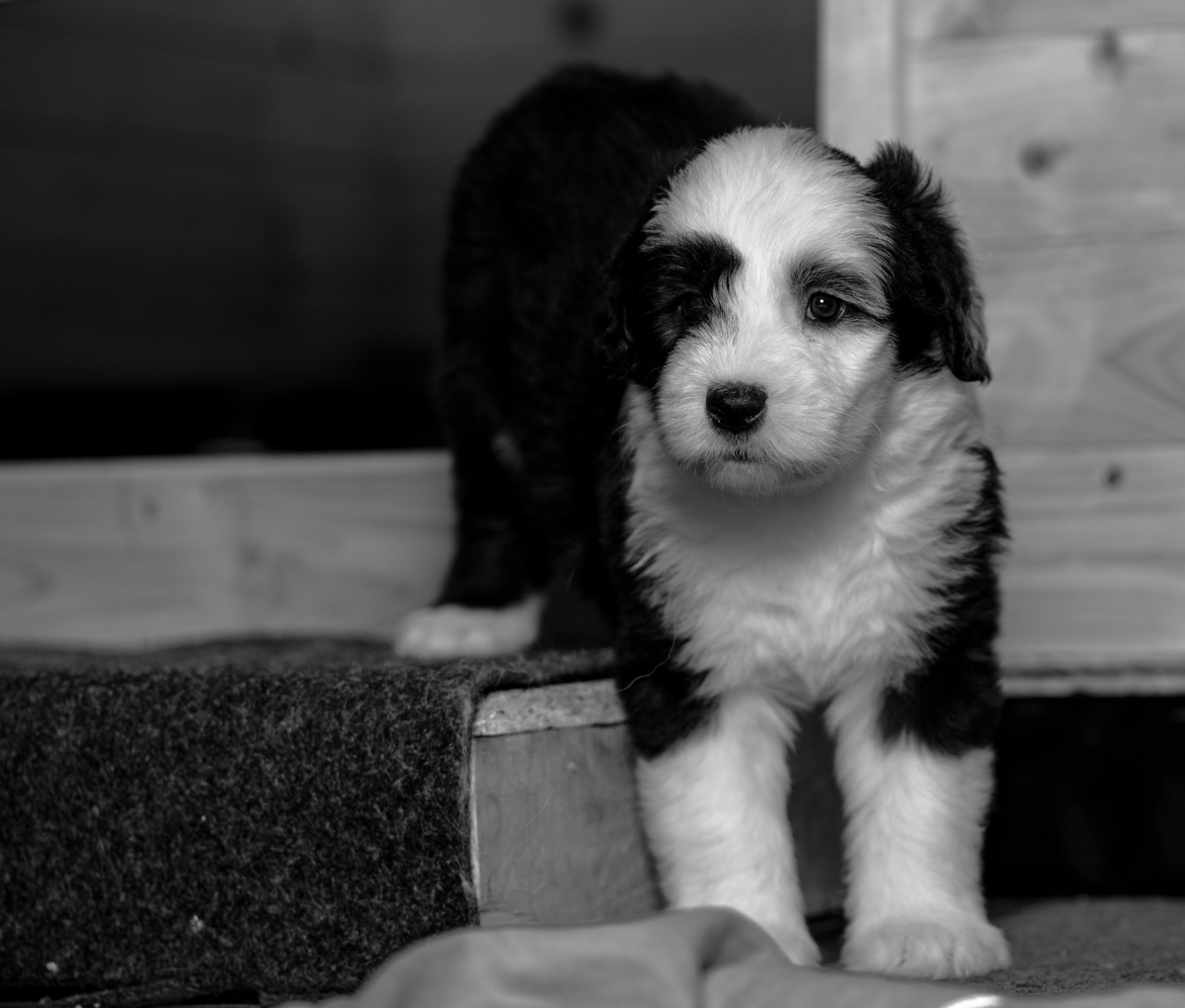Bobtail