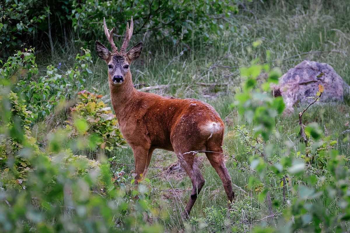 Bock I