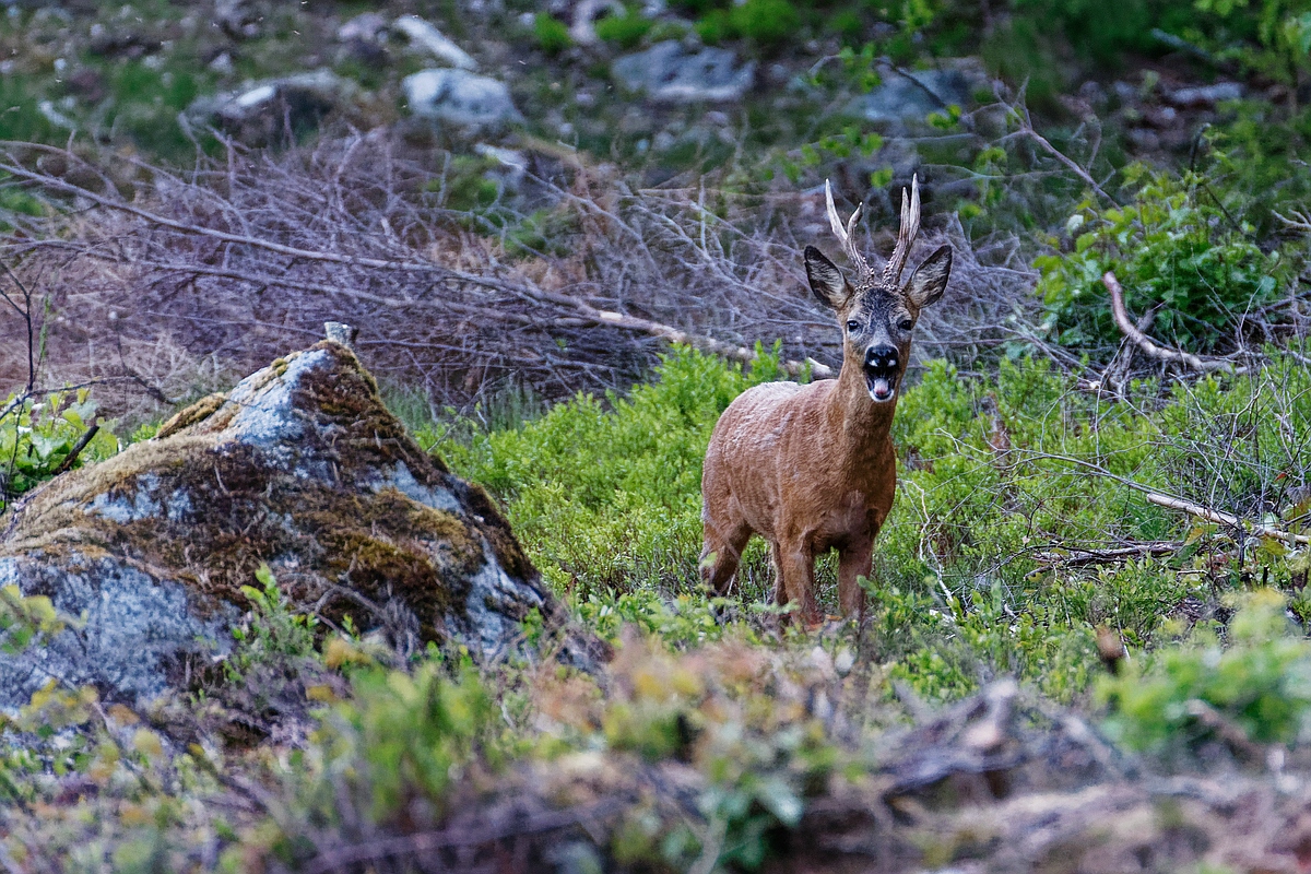 Bock II
