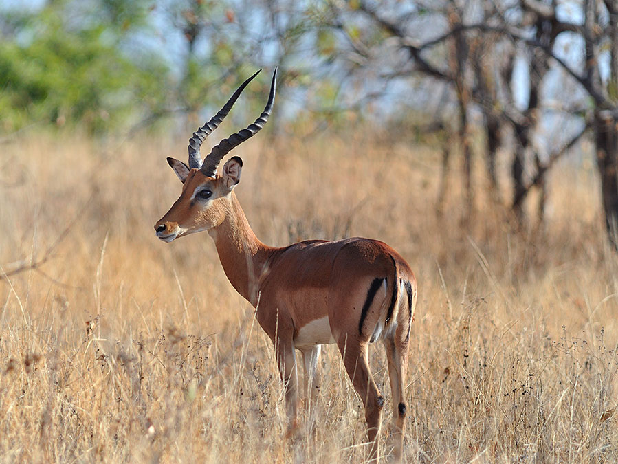 Bock, Ruaha