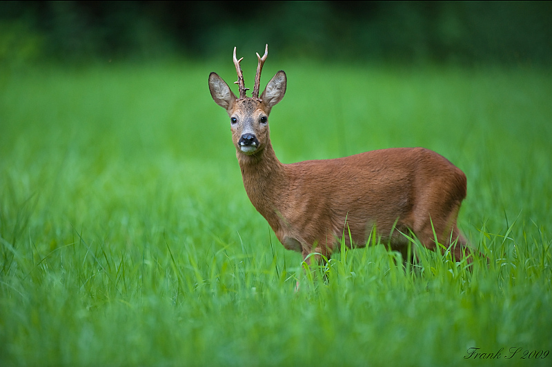 Bock