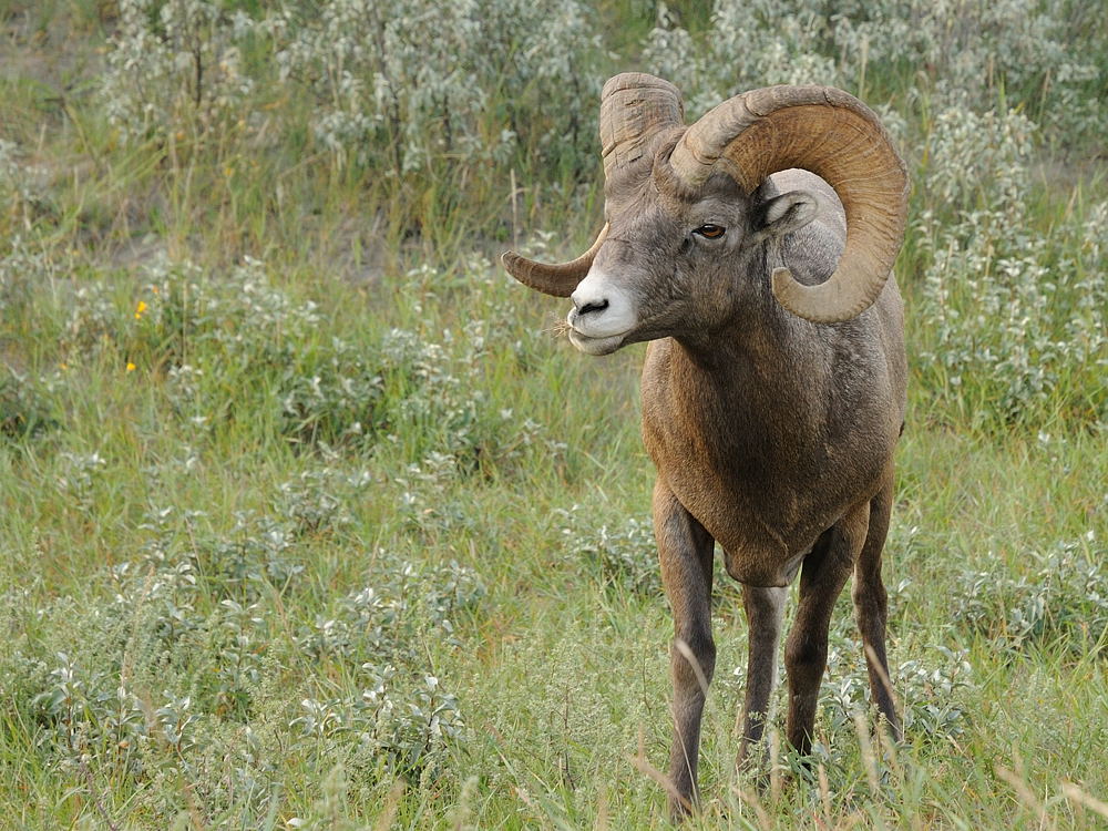 Bock