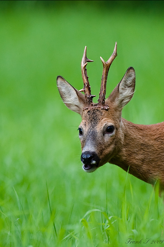 bock1