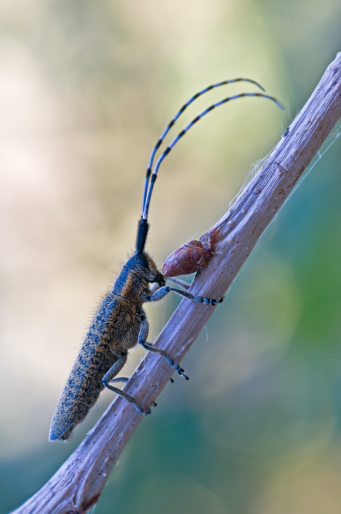 Bockkäfer, Sigma Makro, 70mm, F/2.8