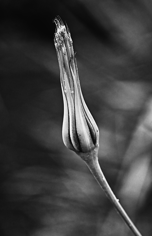 Bocksbart 5_1_BW.jpg