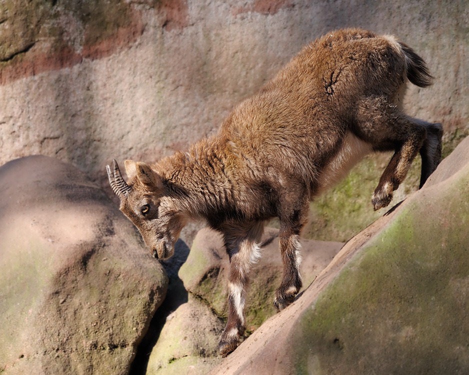 Bodenhaftung
Steinbock
Tiergarten Nürnberg