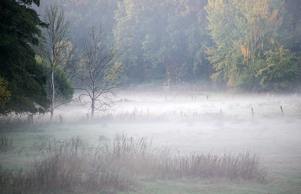 Bodennebel