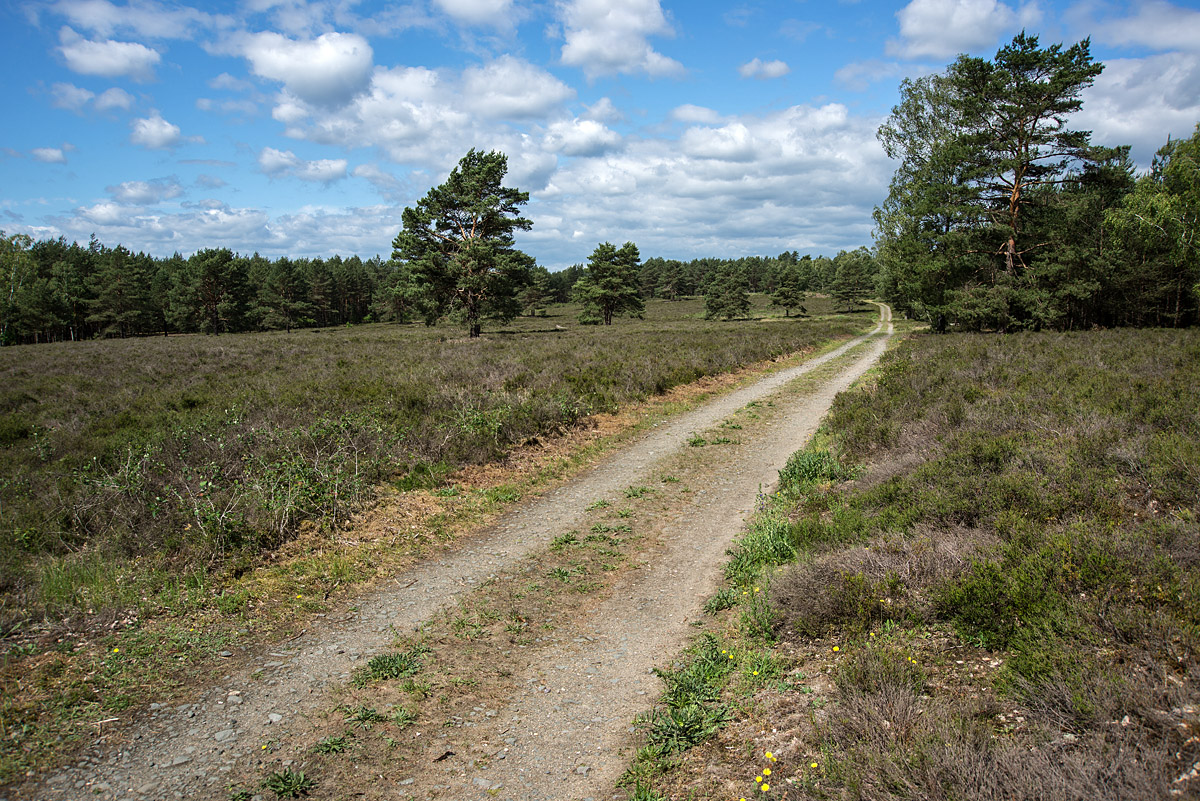Bodenteicher Heide.jpg