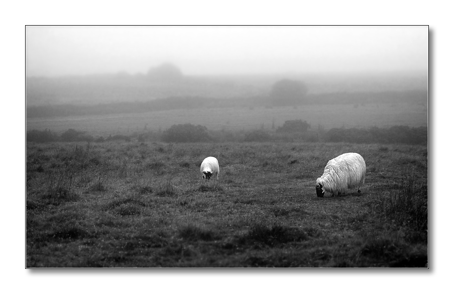 bodmin moor
