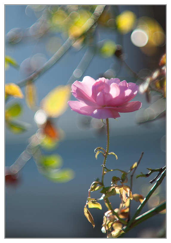 Bokeh 1