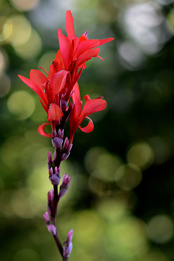 bokeh blume