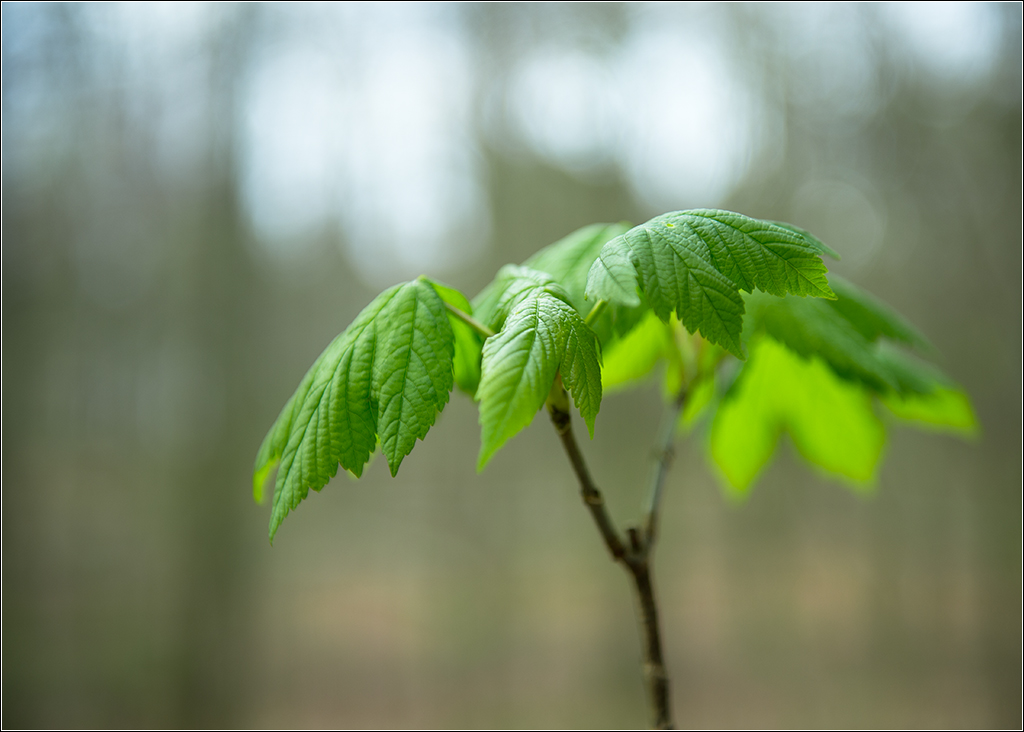 Bokeh im Wald 2