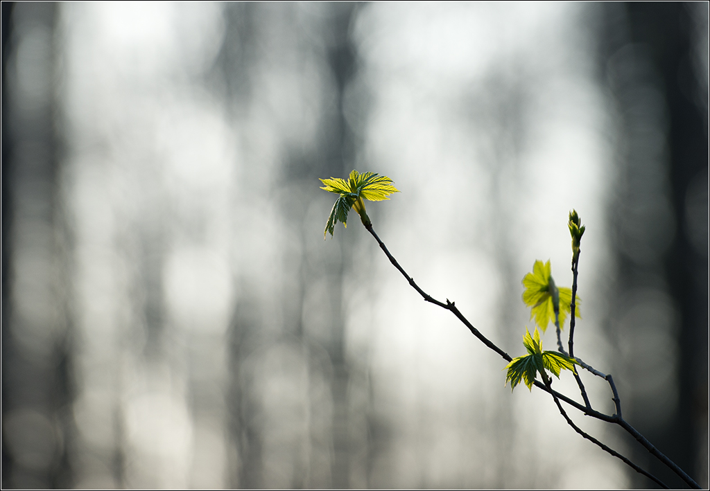 Bokeh im Wald