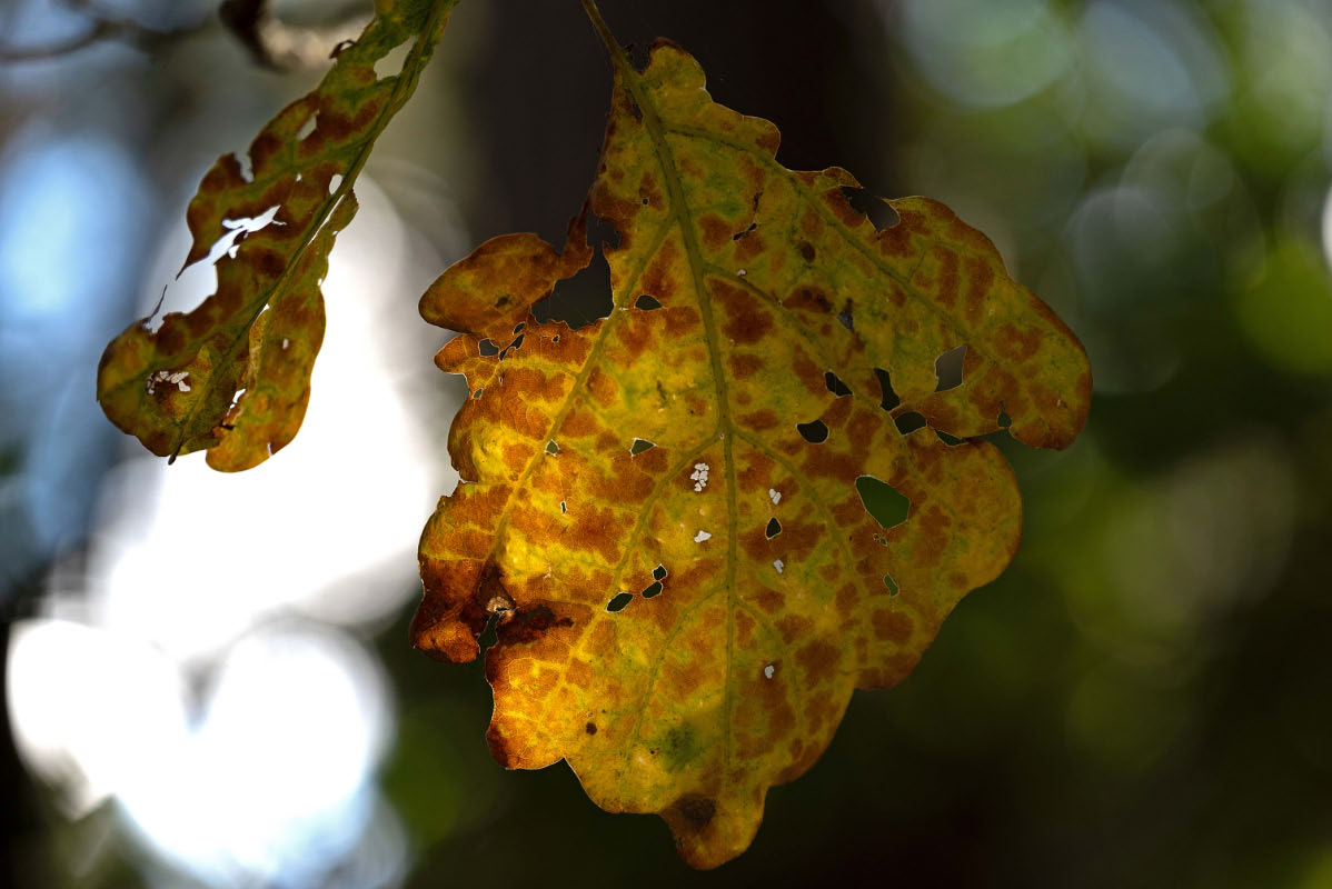 Bokeh.jpg