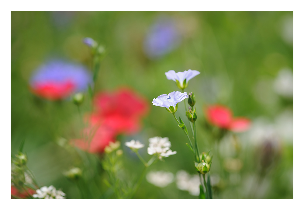 Bokeh