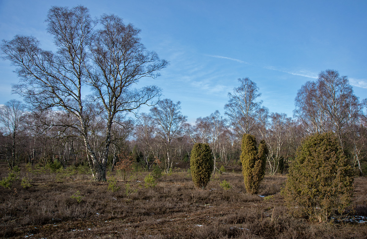 Bokeler Heide 1