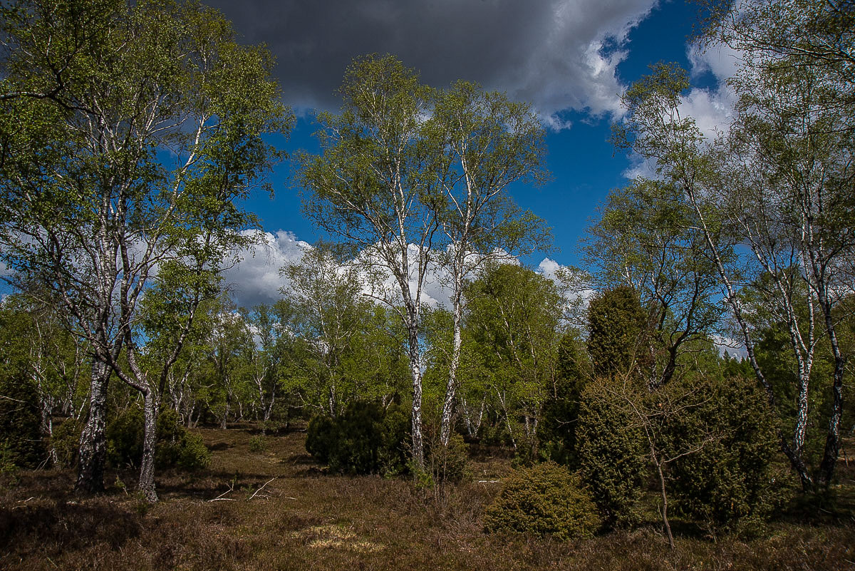 Bokeler Heide 2.jpg