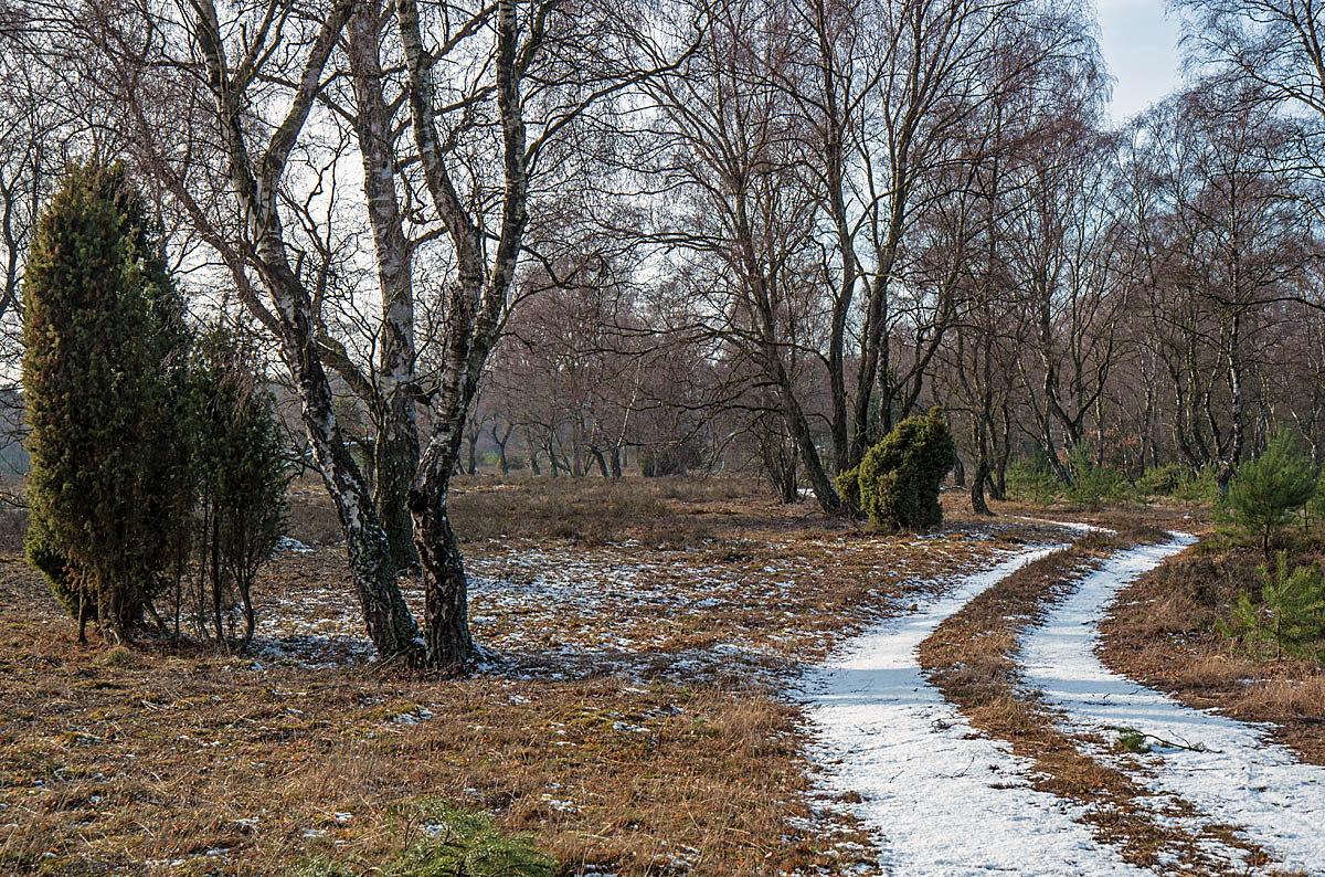 Bokeler Heide 4