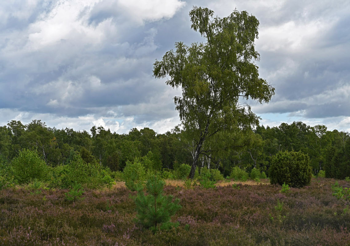 Bokeler Heide 4_1.jpg