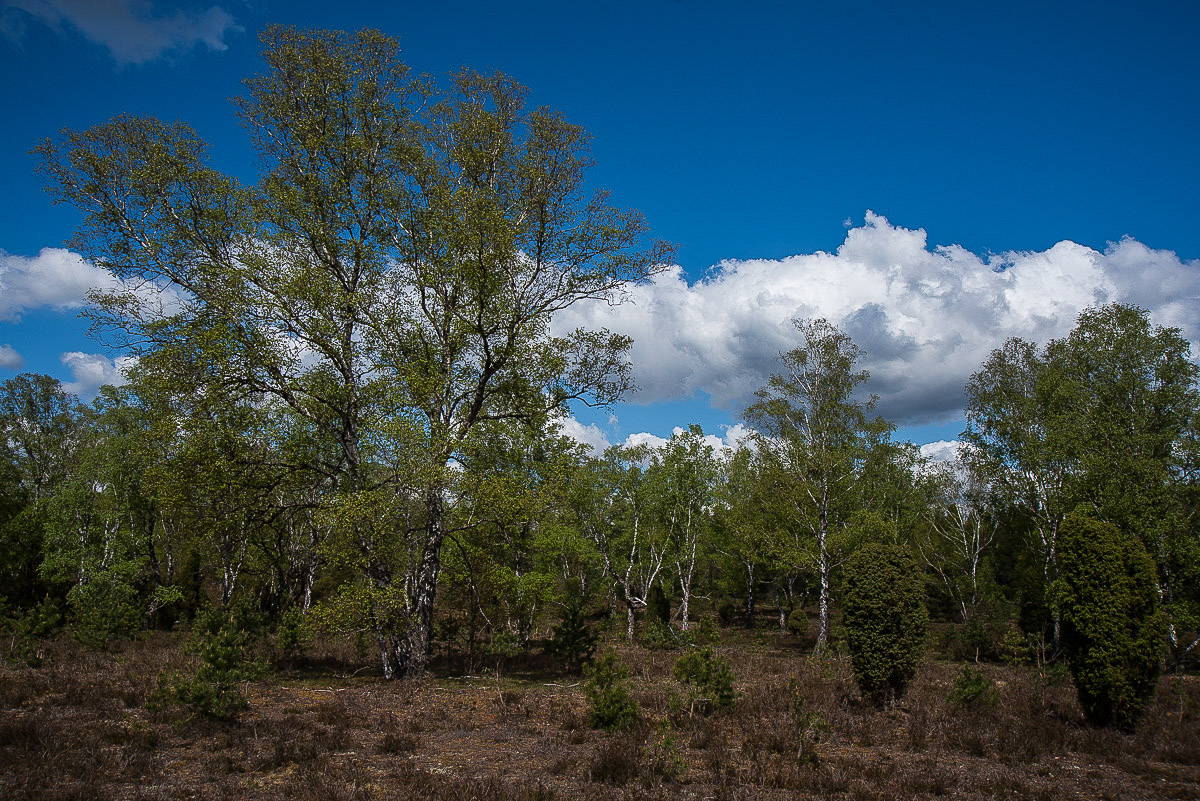 Bokeler Heide.jpg