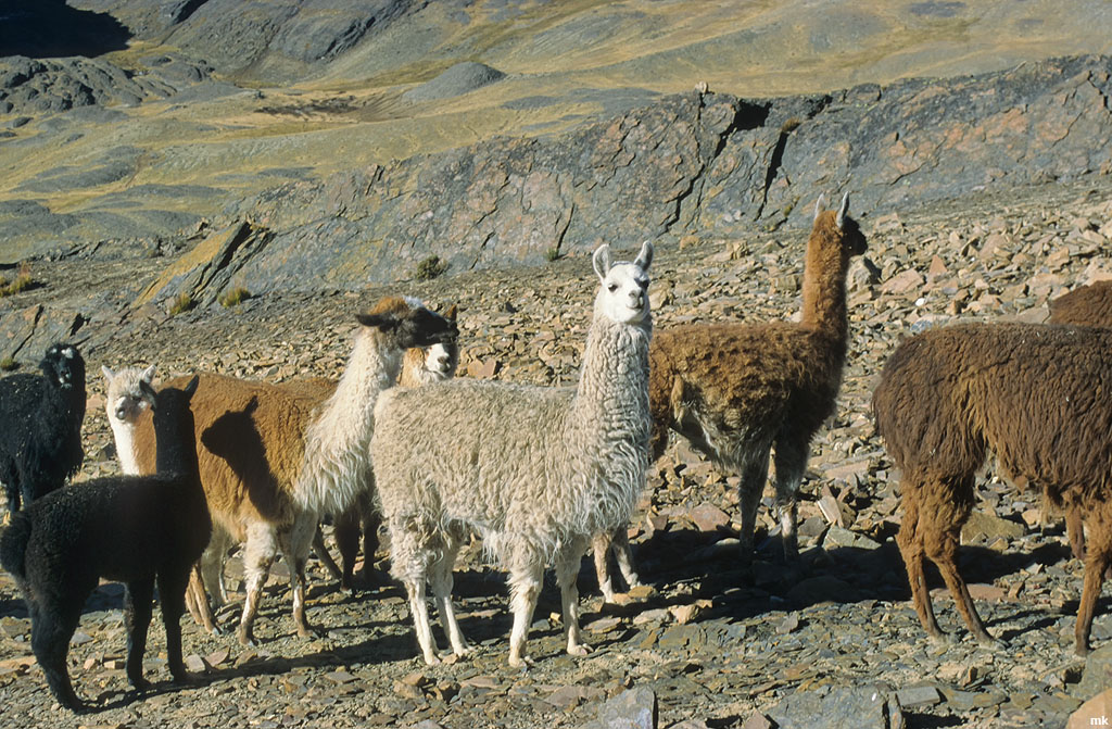 Bolivien17