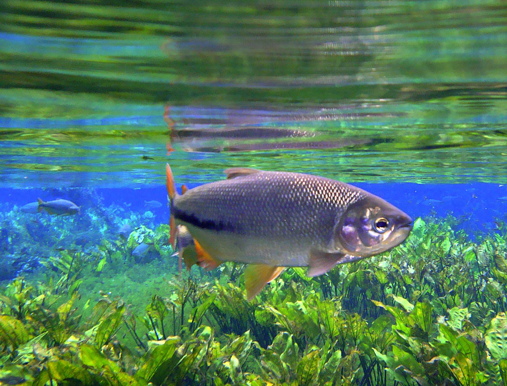 Bonito MS 026
