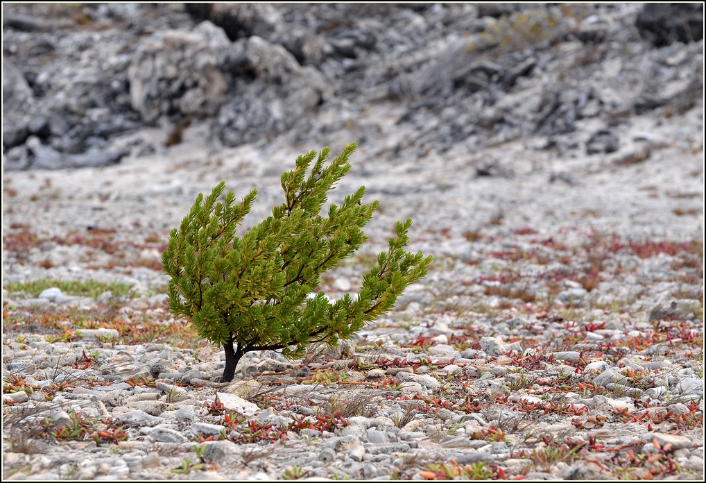 Bonsai NF