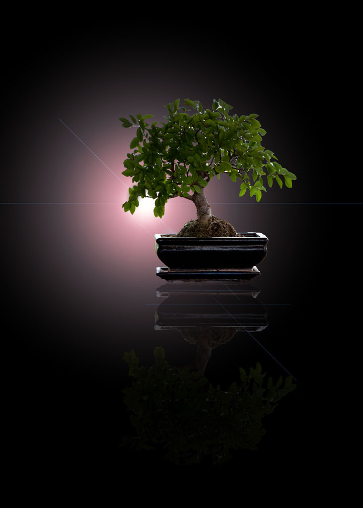 Bonsai Spiegelung 2